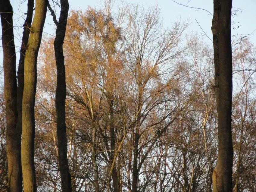 woodland image